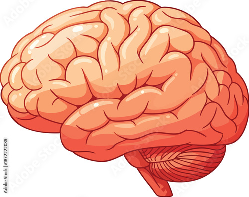 Human Brain Anatomy Vector Illustration