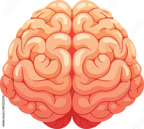Scientific Vector of the Brain Hemispheres