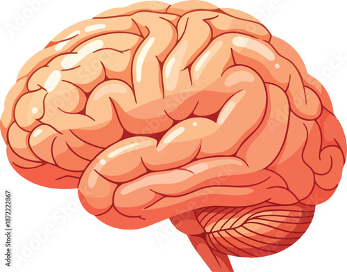 Human Brain Anatomy Vector Illustration