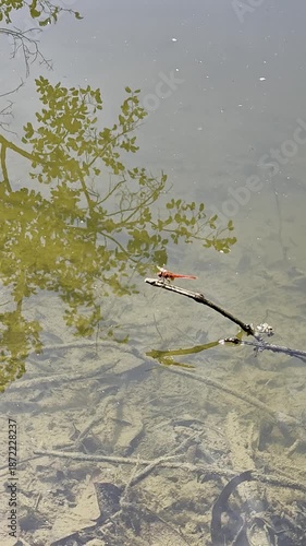 A beautiful dragonfly perched on a branch, and fish could be seen swimming back and forth.
