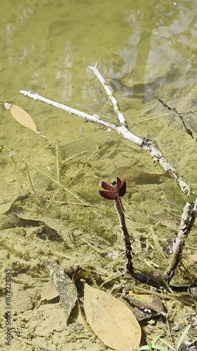 A beautiful dragonfly perched on a branch, and fish could be seen swimming back and forth.