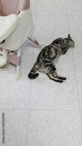 cat