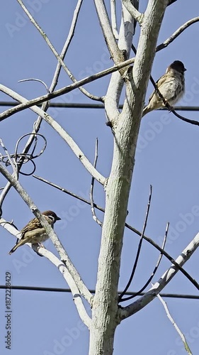 bird on a branch