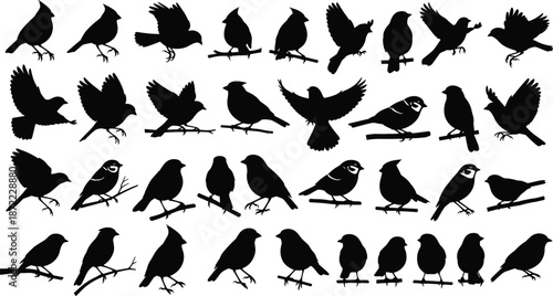 Black bird silhouettes collection featuring northern cardinals and sparrows perched on branches and flying in set of vector nature icons.