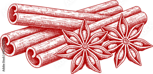 Cinnamon sticks and star anise, isolated on white background. Engraving style vector illustration.
