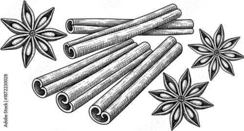 Cinnamon sticks and star anise, isolated on white background. Engraving style vector illustration.
