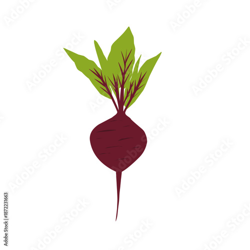 Illustration of a whole beetroot. Flat design of beetroot. Healthy vegetable. Healthy food. Illustration of tuber