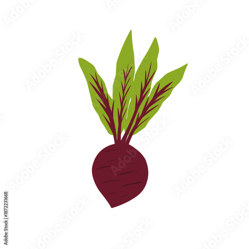 Illustration of a whole beetroot. Flat design of beetroot. Healthy vegetable. Healthy food. Illustration of tuber