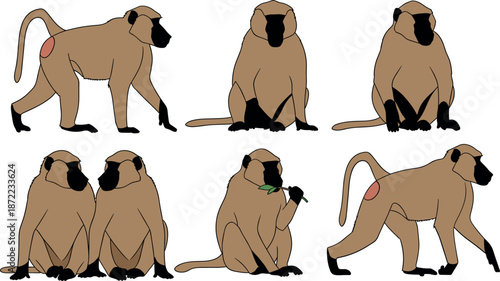 Set of baboon characters, flat vector illustration of African monkeys in various poses including walking sitting and eating leaves isolated on white