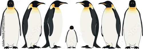 Set of Emperor penguin characters, flat vector illustration of adult and chick penguins in various poses isolated on white background