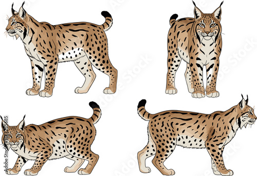 Set of Eurasian lynx characters, flat vector illustration of wild cats with spotted fur in various poses including standing and prowling