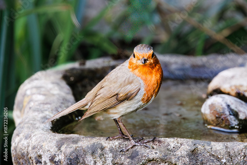 Photos Robin standing by a bird bath