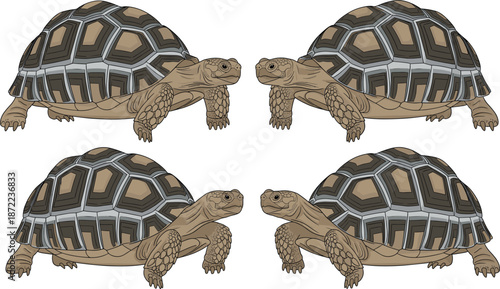 Set of Galapagos tortoise characters, flat vector illustration of giant land turtles in various poses isolated on white background