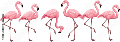 Set of greater flamingo characters, flat vector illustration of pink wading birds in various poses standing on one leg and bending neck
