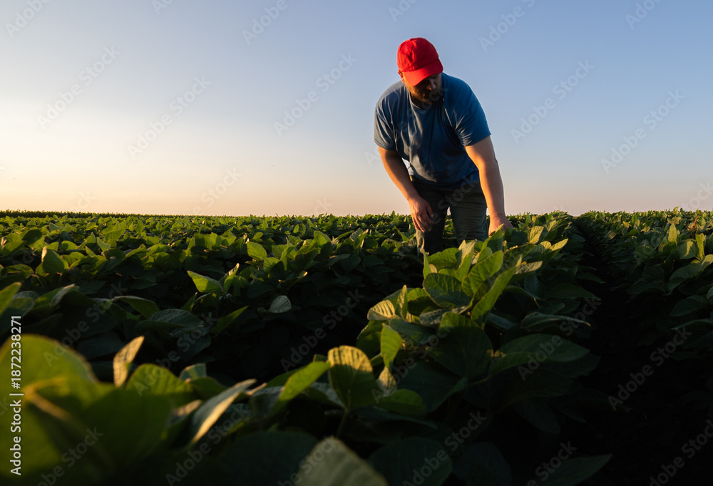 Fototapeta premium farmer analyzes young leaves the soya beans