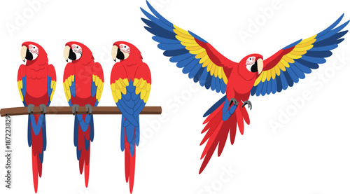 Set of scarlet macaw parrots, flat vector illustration of colorful tropical birds sitting on a branch and flying isolated on white
