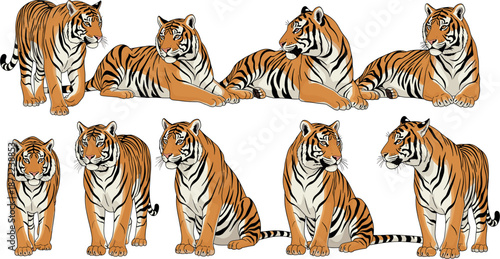 Set of various tiger poses, flat vector illustration of majestic bengal tigers standing sitting and lying down isolated on white