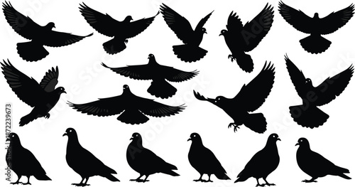 Flying pigeon silhouettes, dove bird poses, black winged animals, peace symbol collection, isolated wildlife vector illustration set