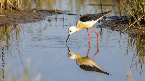 Εκτύπωση καμβά A bird with long legs and a long beak is drinking water while its reflection is clearly visible in the water