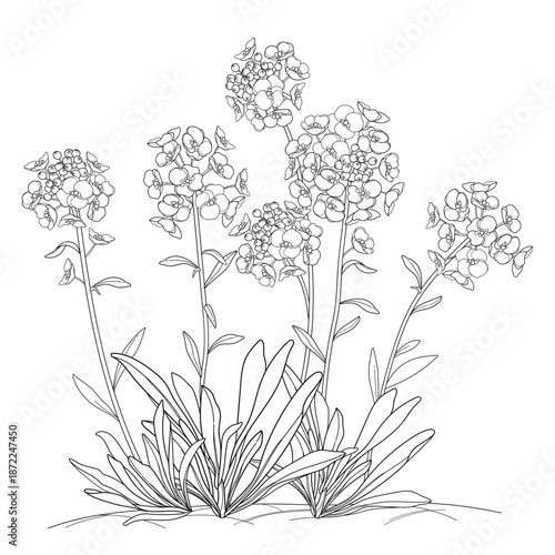 Wallpaper Mural Bunch with outline Alyssum flower with leaf in black isolated on white background.  Torontodigital.ca