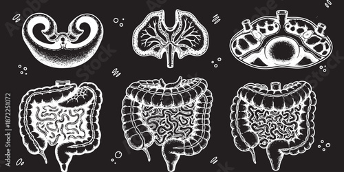 Stylized illustration of human digestive system organs and brain cross-section on a black background.