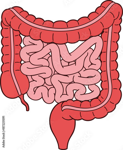 Human Large and Small Intestine Anatomy