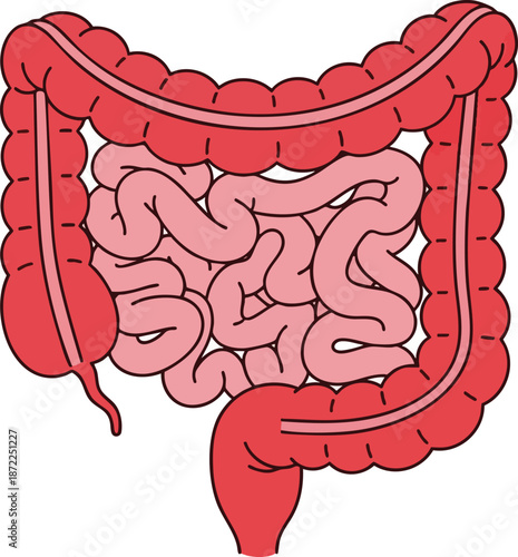Anatomical Diagram of the Bowel