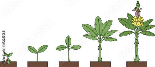 Illustration showing the growth stages of a banana plant from seed to fruit Keywords: banana, plant, growth, stages, development