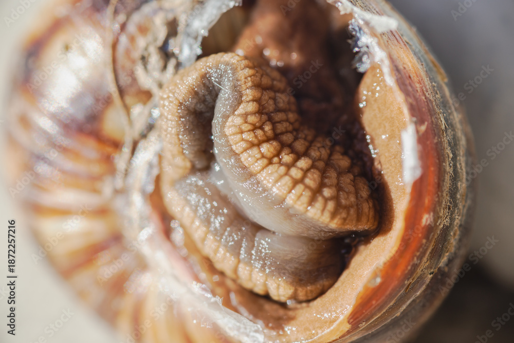 Fotografie making friends with snails in nature
