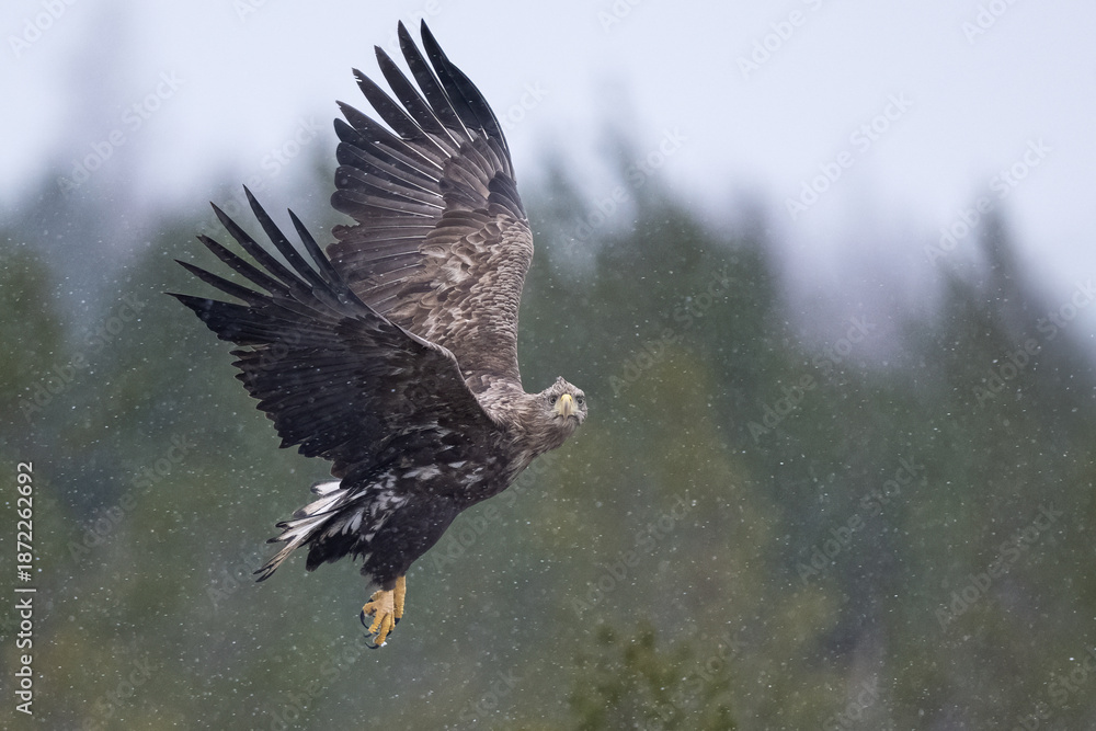 Obraz premium Sea eagle flight in snowfall