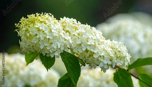 Close-up of a blooming white hydrangea flower cluster in soft focus.