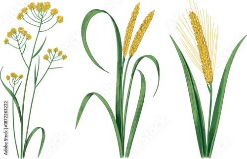 Botanical illustration of cereal grains, wheat barley plants, vintage botanical art, agricultural crops, hand drawn plant illustration isolated