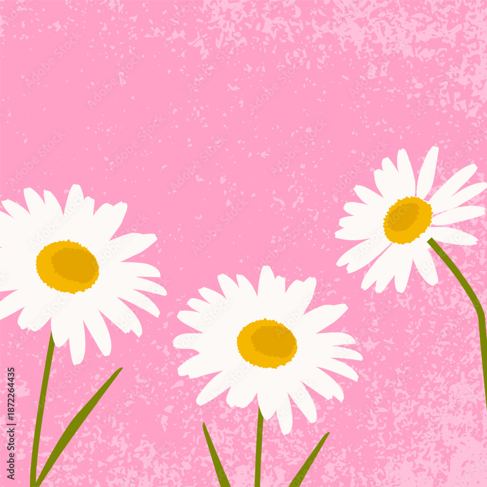 Obraz premium daisies on a pink background