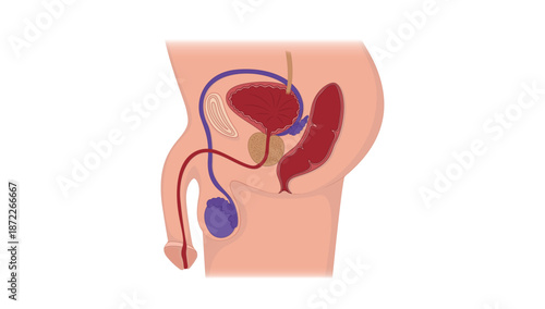 Detailed Illustration of Male Reproductive Organs and Surrounding Structures
