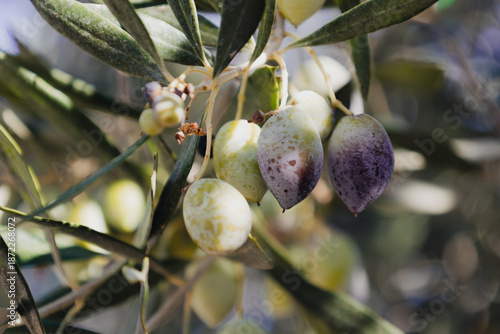 Fresh unripe green olives on the branch. Ideal for concepts of healthy food, Greek cuisine, organic products, olive oil, agricultural tourism in the Mediterranean. Harvesting season in Crete.