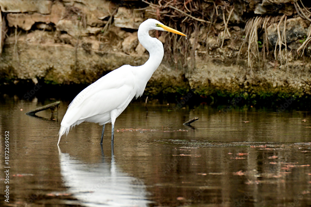 Naklejka premium Egret wading