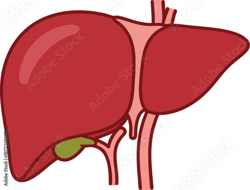 Healthy Human Liver Flat Design Illustration