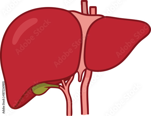 Internal Organ Anatomy, Detailed Liver Graphic