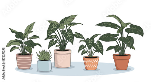Set of various green indoor house plants in different decorative clay and ceramic pots for home interior decoration and gardening.