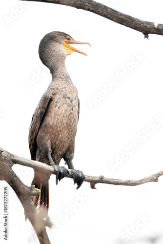 cormorant on a branch