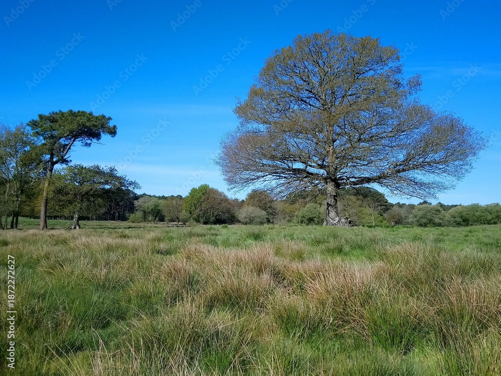 Fototapeta premium Campagne à Merlevenez, pays de Lorient (Bretagne, Morbihan, France)