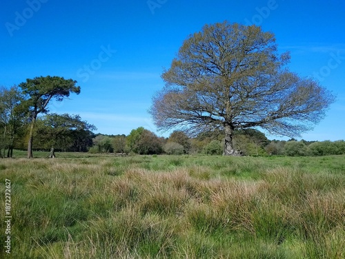 Campagne à Merlevenez, pays de Lorient (Bretagne, Morbihan, France)