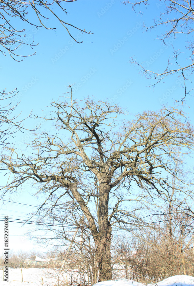 Obraz premium A tree with snow on it