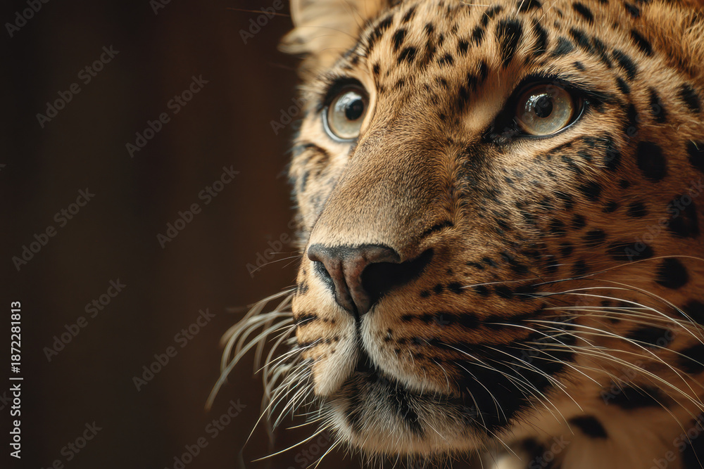 Obraz premium Close-up portrait of a big cat with striking blue eyes