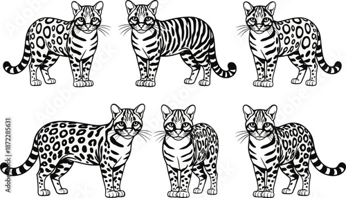 Engraved wild cat illustration set with striped and spotted patterns black white vintage animal vector collection