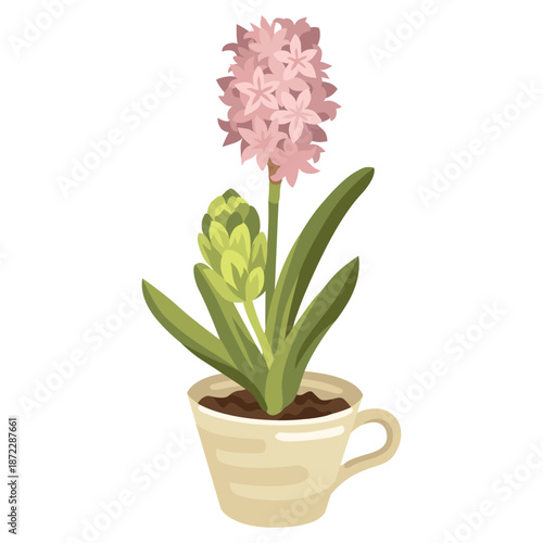 Hand-drawn spring hyacinth pink blooming flower potted in a teacup isolated on white background 
