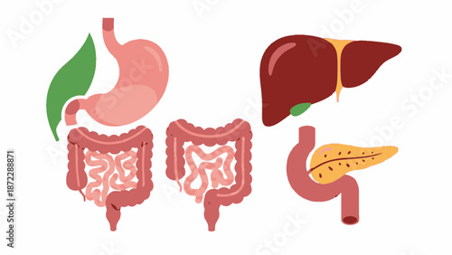 Detailed illustration of human digestive system organs including stomach, intestines, liver, and pancreas.