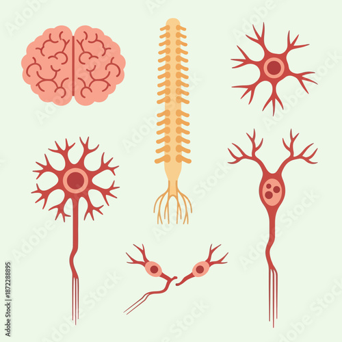 Anatomy of the nervous system with illustrations of the brain, spinal cord, and different types of neurons and their connections.