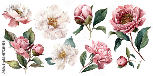 Watercolor floral bouquet with pink and white peonies on white background