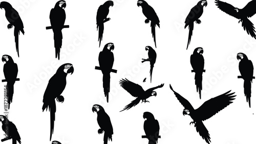 Parrot silhouettes collection, black macaw flying and sitting poses, tropical exotic birds, wildlife animal illustration vector icons set